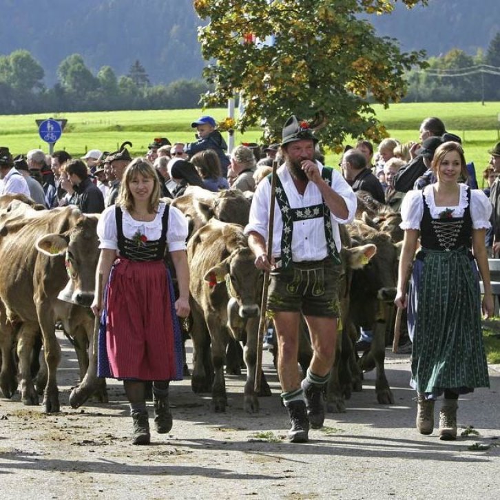 Geschmückte Rinder werden in Herden ins Tal getrieben